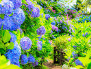 下田紫陽花
