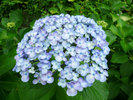 下田紫陽花