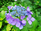 下田紫陽花