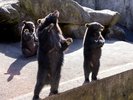 【周辺観光】奥飛騨クマ牧場 当館からお車で8分