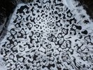 水庭イメージ