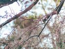 船町の桜