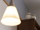 ふくろうが客室で皆様をお迎えします♪