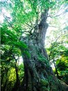 柞原八幡宮