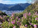 下田ロープウェイで寝姿山山頂へ。山頂遊歩道沿いに咲く【リトルエンジェル】見頃は12月初旬まで。