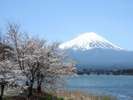 【春】徒歩6分ほどで行ける河口湖の湖畔は桜並木と富士山を同時に楽しめる。