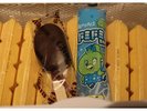 【サービス】湯上り処のアイスキャンディー