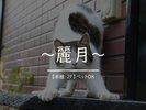 本館【麗月】ペット可