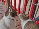 フクちゃん&ラブ