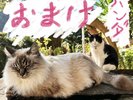 頭突きが大好き、朝は眠たい「おまけちゃん」