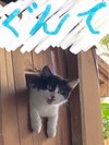 なでなでOK、抱っこOK、オヤツさえくれれば何でもOKな「ぐんてくん」