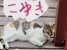 抱っこ大好き、甘えん坊だけど謙虚な女性「こゆきちゃん」