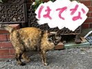 とにかく逃げます。でもご飯とオヤツはいただきます。「はてなちゃん」