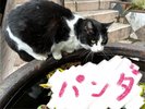 抱っこは嫌だけど、ナデナデしてほしくて、誰にでもついて行っちゃう「パンダちゃん」