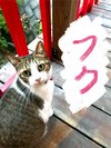 体スリスリ大好き、柱も壁も人にもスリスリ「フクちゃん」