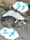 人は怖いけど「ラブくん」は大好き「ユメくん」「ラブくん」と遊んでるときは触れるかも