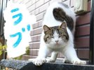 みんな大好き「ラブくん」アヴェール猫をまとめるリーダー