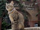 看板ねこ「ナラ」2026年看板ねこランキング受賞!