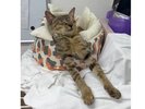 ナラちゃん
