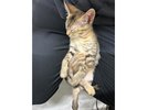 ナラちゃん