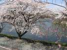 りんどう湖の桜