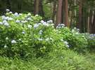 那須街道赤松林の紫陽花