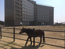 【対州馬がお出迎え♪】馬が馬場にいる間は、ご自由に触れ合っていただけます。