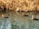 冬の水郷には多くの水鳥(鴨・カワウ・かいつぶり)が生息します。