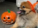 ・ワンちゃん用のもハロウィン衣装もご用意しております♪