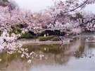 刈谷桜まつり