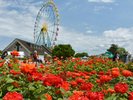 (周辺観光)ひたち海浜公園/ネモフィラ