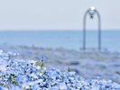 (周辺観光)ひたち海浜公園/ネモフィラ
