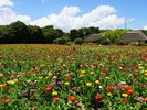 (周辺観光)ひたち海浜公園/ネモフィラ