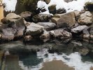 雪見露天一例