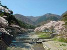 桜と滝谷