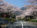 ■養老公園桜並木■