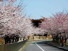 ■養老天命反転地と桜並木■