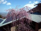 ■ロビーより【春】■しだれ桜