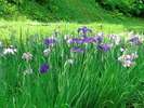 花しょうぶ園:徒歩10分。およそ5,000uの花しょうぶ園には約10,000株の花しょうぶが咲き誇ります。