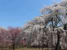 清雲寺しだれ桜。見頃は3月下旬から4月中旬(両神荘より車で約20分)