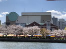 造幣局 桜の通り抜け