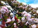 造幣局 桜の通り抜け