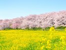 【当館から車で約20分】桜並木や曼珠沙華が有名で、四季折々の花を楽しめる「権現堂公園」