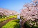 【春】玉造温泉の桜並木はおよそ2km!春の散策が楽しめます★