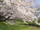 【春】玉造温泉の桜並木はおよそ2km!春の散策が楽しめます!