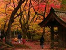 鰐淵寺の「いろはもみじ」は11月中旬〜下旬ごろに見頃を迎えます。