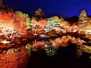 秋の園内は紅葉であふれ、300本以上の色鮮やかな木々を眺めていただけます。夜にはライトアップも