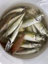 魚釣り体験 釣果@