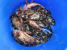 魚釣り体験 釣果A