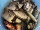 魚釣り体験 釣果C